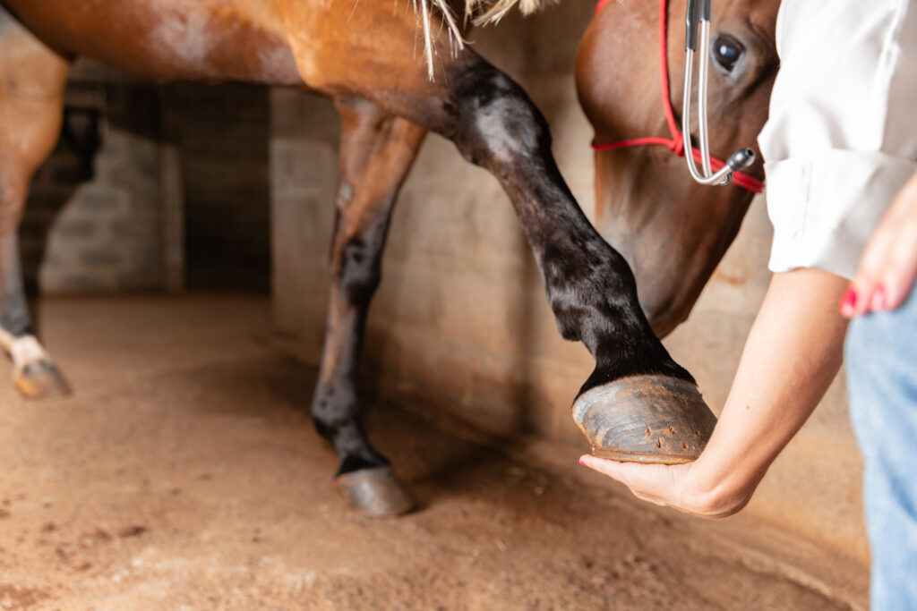 paard met artrose oefening onderzoek