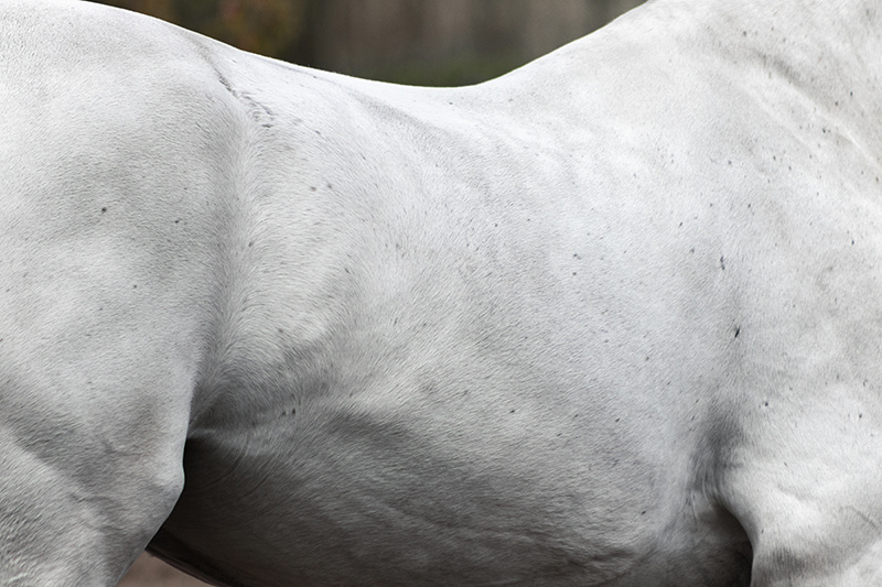 maagzweer paard maagproblemen maagzuur