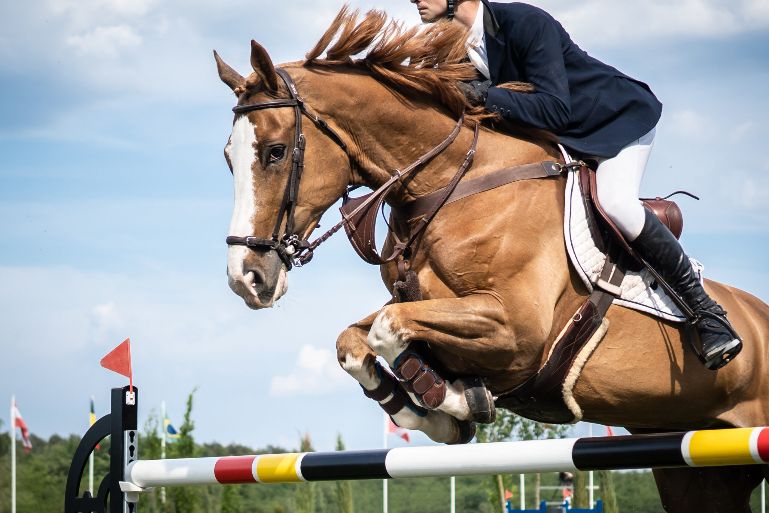 welke magnesium spieren paarden supplement mineraal